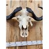 Image 6 : Trophy Class African Cape Buffalo Skull Taxidermy