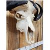 Image 7 : Trophy Class African Cape Buffalo Skull Taxidermy