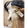 Image 8 : Trophy Class African Cape Buffalo Skull Taxidermy
