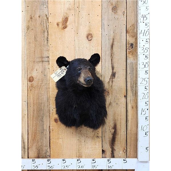 Black Bear Shoulder Mount Taxidermy