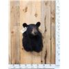 Image 1 : Black Bear Shoulder Mount Taxidermy
