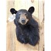 Image 2 : Black Bear Shoulder Mount Taxidermy