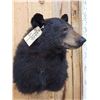 Image 3 : Black Bear Shoulder Mount Taxidermy