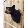 Image 4 : Black Bear Shoulder Mount Taxidermy