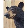 Image 5 : Black Bear Shoulder Mount Taxidermy