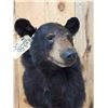 Image 6 : Black Bear Shoulder Mount Taxidermy