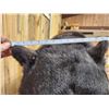 Image 10 : Absolute MONSTER Black Bear Full Body Taxidermy Mount