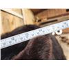 Image 11 : Absolute MONSTER Black Bear Full Body Taxidermy Mount