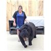 Image 12 : Absolute MONSTER Black Bear Full Body Taxidermy Mount