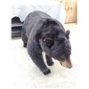 Image 14 : Absolute MONSTER Black Bear Full Body Taxidermy Mount
