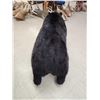 Image 15 : Absolute MONSTER Black Bear Full Body Taxidermy Mount