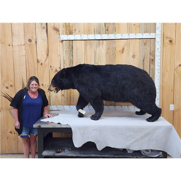 Absolute MONSTER Black Bear Full Body Taxidermy Mount