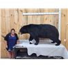 Image 1 : Absolute MONSTER Black Bear Full Body Taxidermy Mount