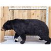 Image 2 : Absolute MONSTER Black Bear Full Body Taxidermy Mount