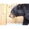 Image 3 : Absolute MONSTER Black Bear Full Body Taxidermy Mount