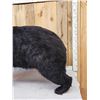 Image 4 : Absolute MONSTER Black Bear Full Body Taxidermy Mount