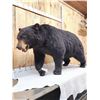Image 5 : Absolute MONSTER Black Bear Full Body Taxidermy Mount
