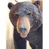 Image 6 : Absolute MONSTER Black Bear Full Body Taxidermy Mount