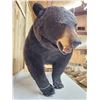 Image 7 : Absolute MONSTER Black Bear Full Body Taxidermy Mount