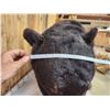 Image 8 : Absolute MONSTER Black Bear Full Body Taxidermy Mount