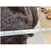 Image 9 : Absolute MONSTER Black Bear Full Body Taxidermy Mount
