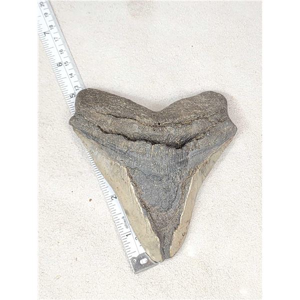 Big Fossilized Megalodon Shark Tooth