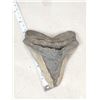 Image 1 : Big Fossilized Megalodon Shark Tooth
