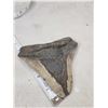 Image 2 : Big Fossilized Megalodon Shark Tooth