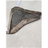 Image 3 : Big Fossilized Megalodon Shark Tooth
