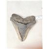Image 4 : Big Fossilized Megalodon Shark Tooth