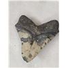 Image 5 : Big Fossilized Megalodon Shark Tooth