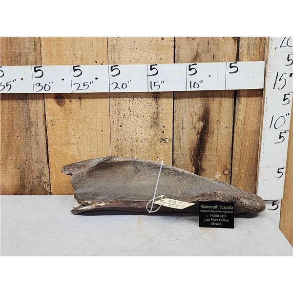 Woolly Mammoth Scapula Fossilized Fossil