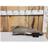 Image 1 : Woolly Mammoth Scapula Fossilized Fossil