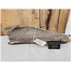 Image 2 : Woolly Mammoth Scapula Fossilized Fossil