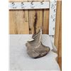 Image 3 : Woolly Mammoth Scapula Fossilized Fossil