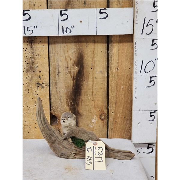 Baby Otter Full Body Taxidermy Mount