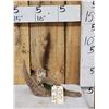 Image 1 : Baby Otter Full Body Taxidermy Mount