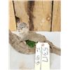 Image 2 : Baby Otter Full Body Taxidermy Mount