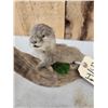 Image 4 : Baby Otter Full Body Taxidermy Mount