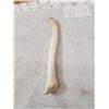 Image 4 : Alaskan Inuit Worked Walrus Oosik Or Penis Bone