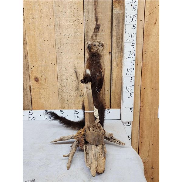North American Fisher Cat Full Body Taxidermy Mount