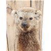 Image 2 : North American Fisher Cat Full Body Taxidermy Mount