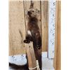 Image 3 : North American Fisher Cat Full Body Taxidermy Mount