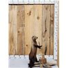 Image 4 : North American Fisher Cat Full Body Taxidermy Mount