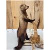 Image 5 : North American Fisher Cat Full Body Taxidermy Mount