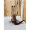 Image 6 : North American Fisher Cat Full Body Taxidermy Mount