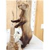 Image 7 : North American Fisher Cat Full Body Taxidermy Mount