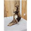 Image 8 : North American Fisher Cat Full Body Taxidermy Mount