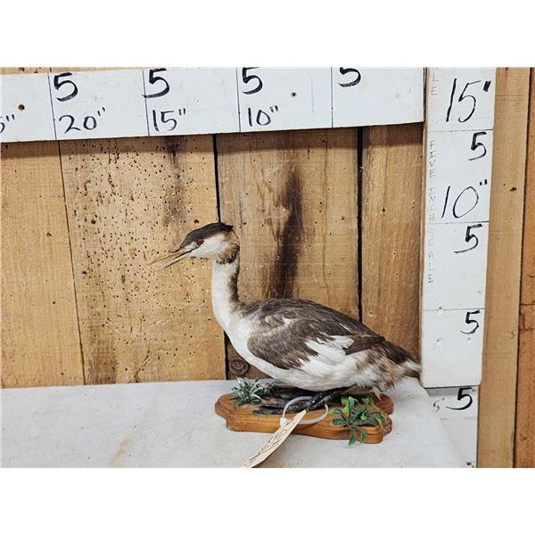 Great Grebe Full Body Bird Taxidermy