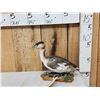 Image 1 : Great Grebe Full Body Bird Taxidermy